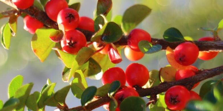 Biancospino per aumentare la potenza